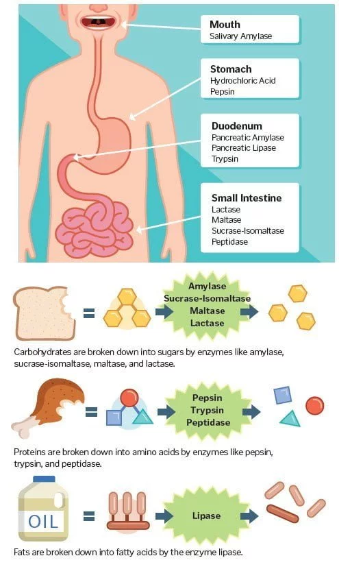 كيف تؤثر تلك المكونات الغذائية الشائعة على العمليات الهضمية؟ - تأثير الكربوهيدرات على الهضم