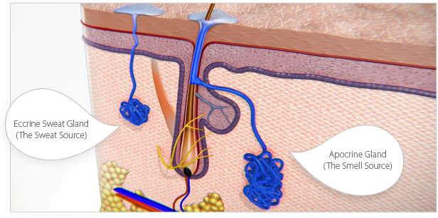 apocrine sweat
